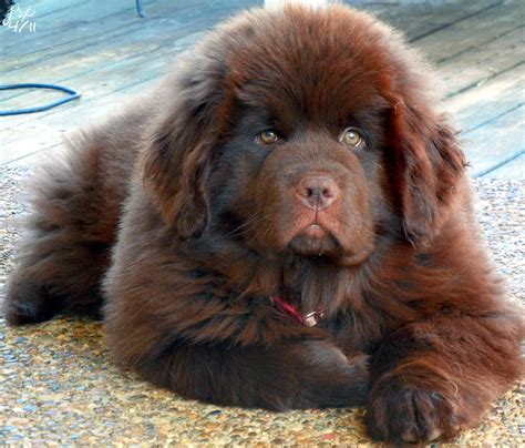 cute newfoundland puppy - Google Search | Love, Dogs, & All Things Forever | Pinterest ...