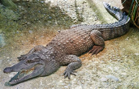 Philippine Crocodile Facts and Pictures