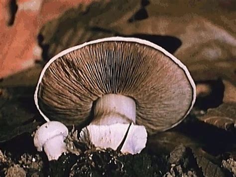 Mushroom reproduction and spore germination explained | Britannica