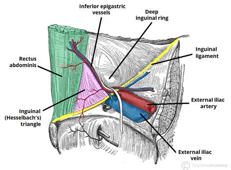 The triangles of the abdomen - by Habib Mahdi