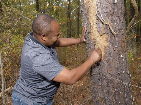 Southern pine beetles threaten state's trees | Mississippi State University Extension Service