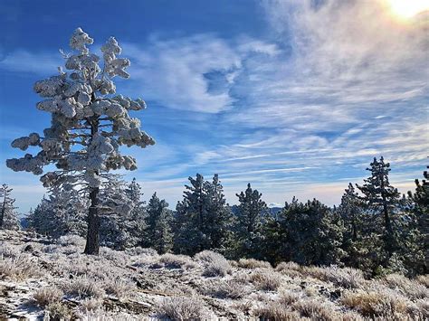 Frazier Park Snow Tree Photograph by Collin Westphal