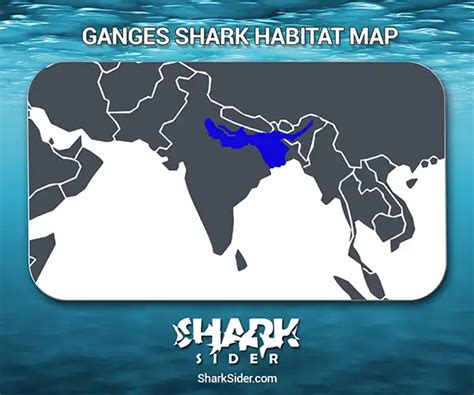 Ganges Shark – Facts, Size, Behavior, Diet, Pictures