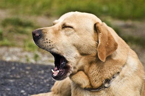 Cute Dog Yawning Stock Photo - Image: 43797396