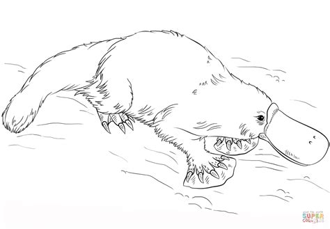 Platypus Coloring Pages