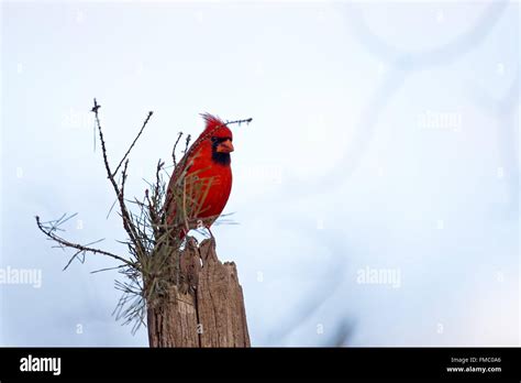 Male Northern Cardinal Stock Photo - Alamy