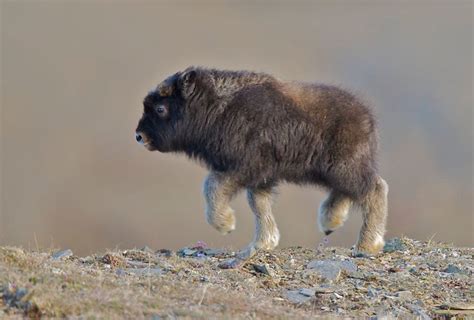 Cute little musk ox : r/Eyebleach