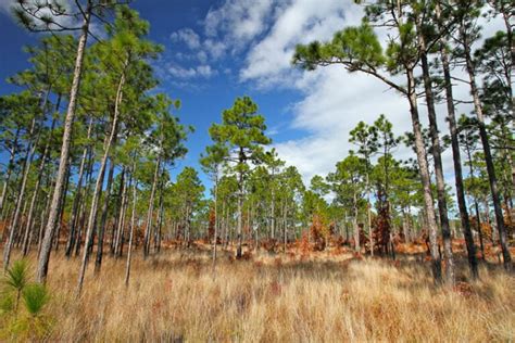 What Is the State Tree of Alabama? Reasons & Symbolism | House Grail