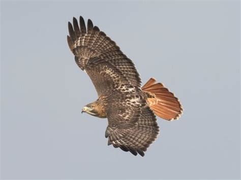 Red-tailed Hawk Overview, All About Birds, Cornell Lab of Ornithology