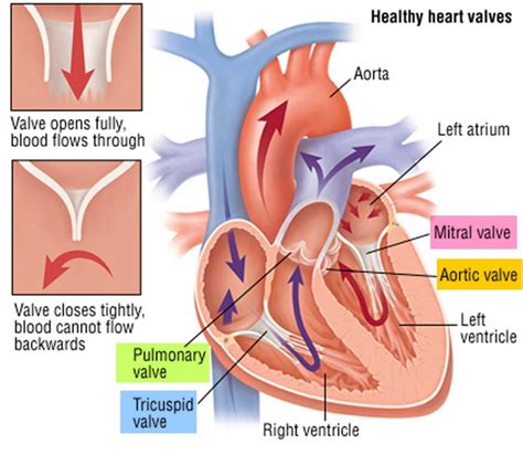 Heart Valves. Function, Purpose and How Many Heart Valves in Your Heart