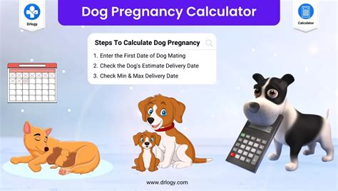 Best Dog Pregnancy Calculator | Dog Pregnancy Due Date - Drlogy