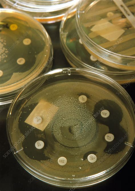 Petri dish bacterial antibiotic sensitivity - Stock Image - M874/0472 - Science Photo Library