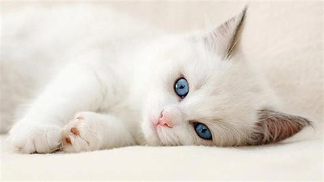 Cute cat wallpaper hd - SF Wallpaper