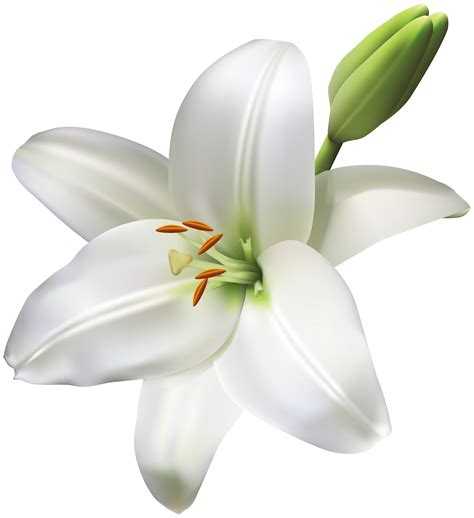 Life clipart white flower, Life white flower Transparent FREE for download on WebStockReview 2024