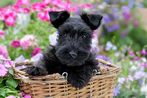 Pin on Scottie Terrier 2