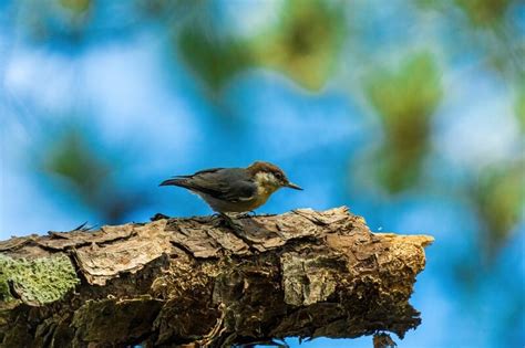 Bahama Nuthatch: Field Guide, Pictures, Habitat & Info - Optics Mag