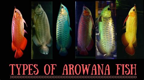 Arowana Species | Types of Arowana fish | Red Arowana | Silver Arowana ...