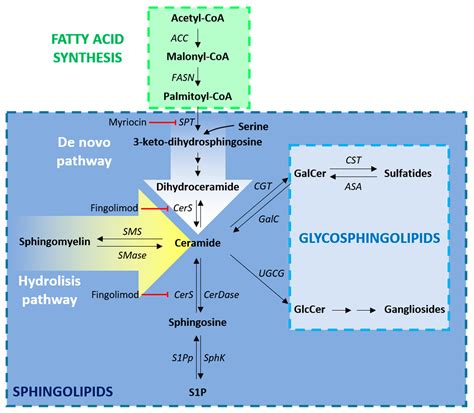 JCM | Free Full-Text | Regulation of Oligodendrocyte Functions ...