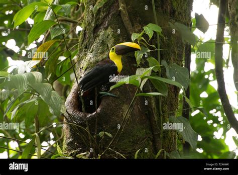 The rainforest of Costa Rica Stock Photo - Alamy