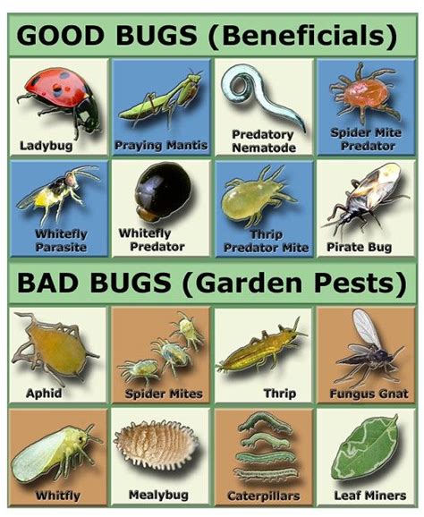 Common Garden Bugs