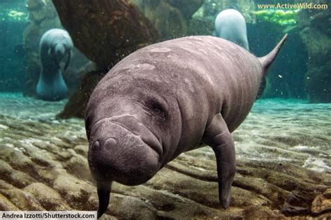 West Indian Manatee Facts, Pictures & Video. In-Depth Information On An Awesome Aquatic Mammal