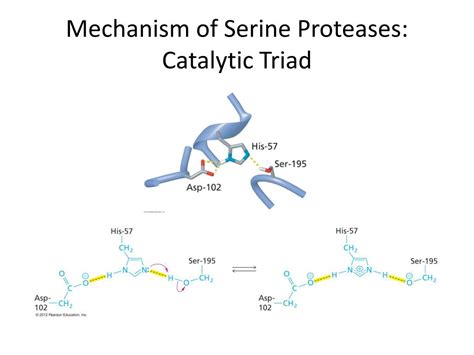PPT - Enzyme Mechanisms: Serine Proteases PowerPoint Presentation, free ...