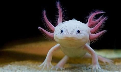 Beautiful Creatures, Animals Beautiful, Baby Chameleon, Axolotl Cute, Funny Animals, Cute ...