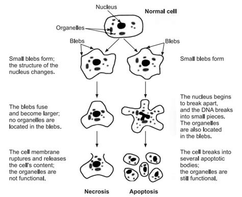 Cell injury - Cell Damage Pathophysiology Pharmacy Gyan