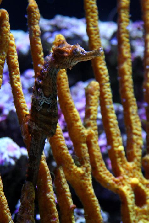 Seahorse hitched to a gorgonian coral, Seattle Aquarium, WA