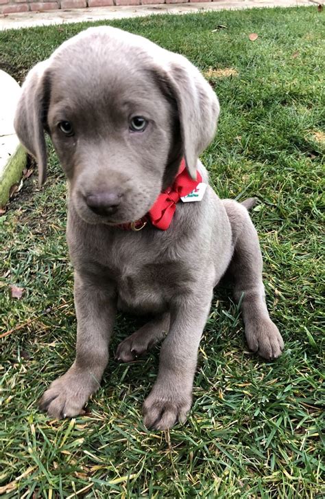 Silver Labrador Retriever, Silver Lab Puppy, female ~ "Misty" #puppy #silverlab #labradorretriev ...