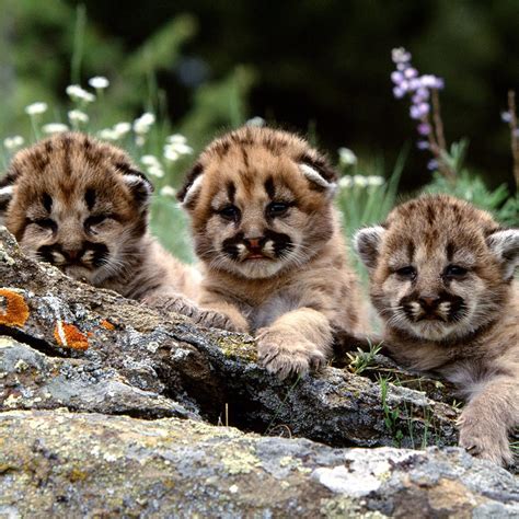 Animals - Mountain Lion Cubs - Download iPad/iPad2 Wallpaper