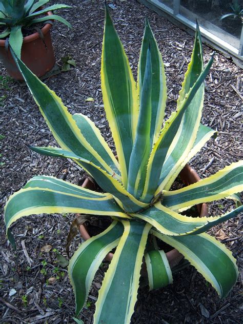 Agave americana (American Aloe, American Century Plant, Century Plant ...