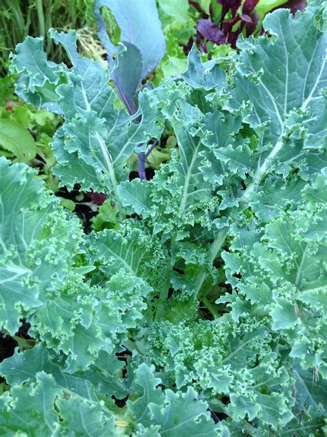 Dwarf blue curled kale. Add this to chicken sausage with some Parmesan ...