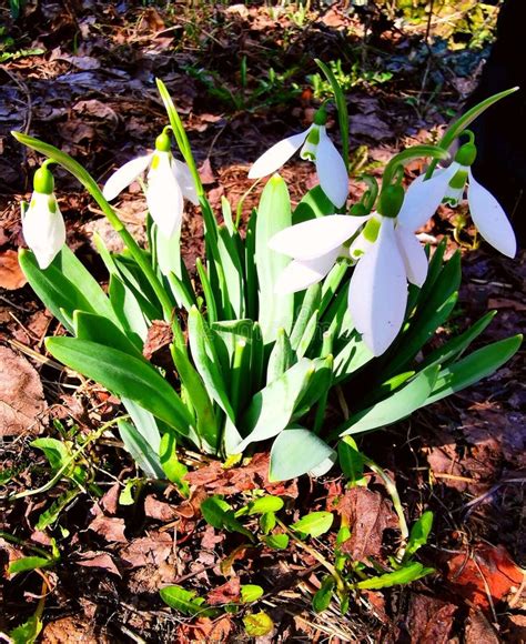 Snowdrop spring stock image. Image of flower, snowdrop - 141866873