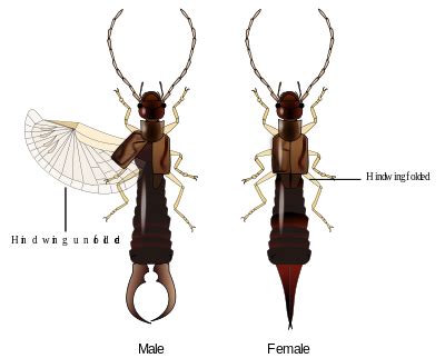 Earwig - Wikipedia