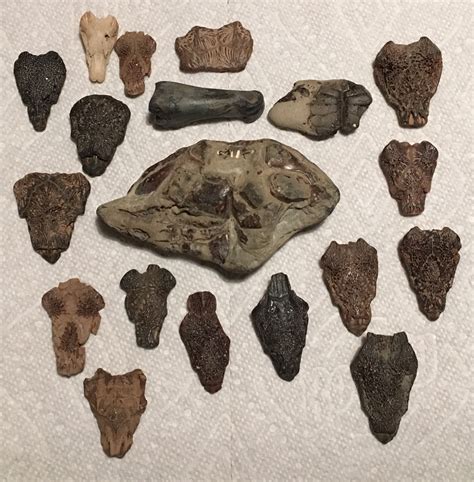 Beach finds - Member Collections - The Fossil Forum