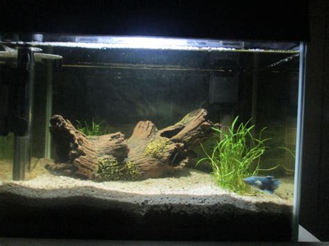 Setting Up a Freshwater Fish Tank : 10 Steps - Instructables