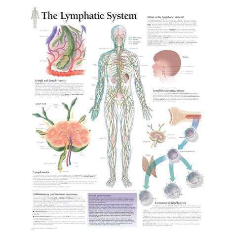 Scientific Publishing The Lymphatic System Chart