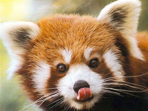 🔥 Free download Red Panda Closeup Wallpapers Desktop Free Panda Panda ...