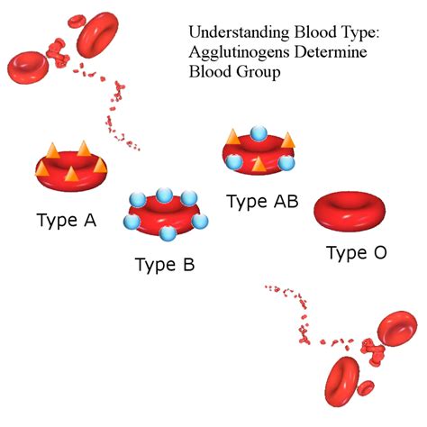 Blood Types: History, Genetics, and Percentages around the World. | HubPages