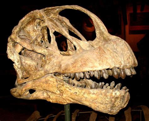 brontosaurus skull - Google Search | Brontosaurus, Dinosaur, Dinosaur ...