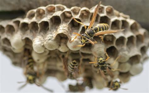 Wasp Nest Removal | Method & Cost