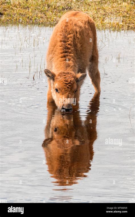 Baby water buffalo hi-res stock photography and images - Alamy