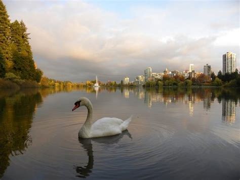 Lost Lagoon Nature House (Vancouver, British Columbia) on TripAdvisor ...