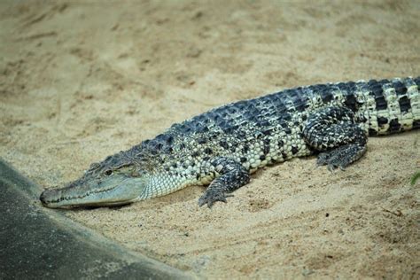 New Guinea crocodile stock photo. Image of sand, reptile - 24567848