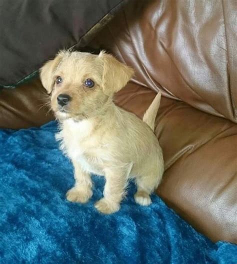 Poo-chi / Chi-poo puppies for sale | in Wigton, Cumbria | Gumtree