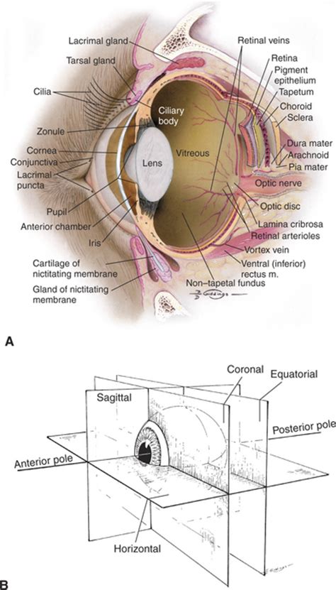 Structure and Function of the Eye | Veterian Key