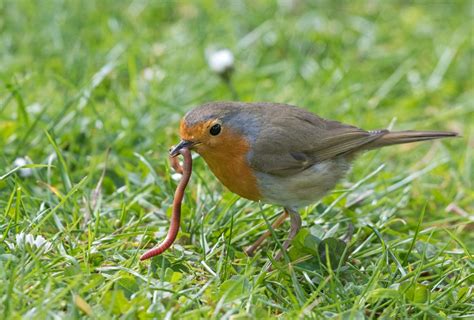 De onderwereld van de tuin: een biologisch kijkje in de bodem - New ...