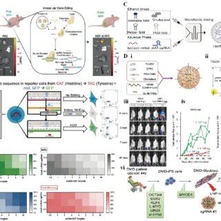 Classification of CRISPR/Cas9 delivery methods. | Download Scientific Diagram