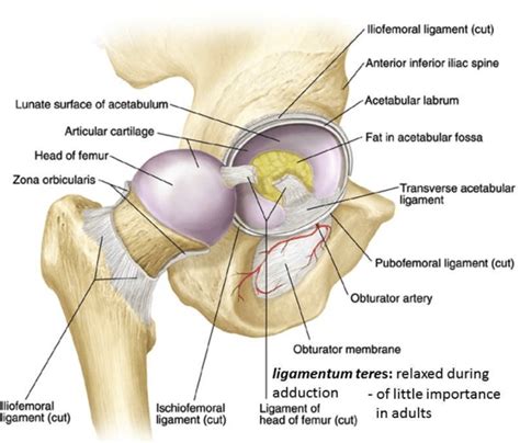 Hip Joint Anatomy | Bone and Spine